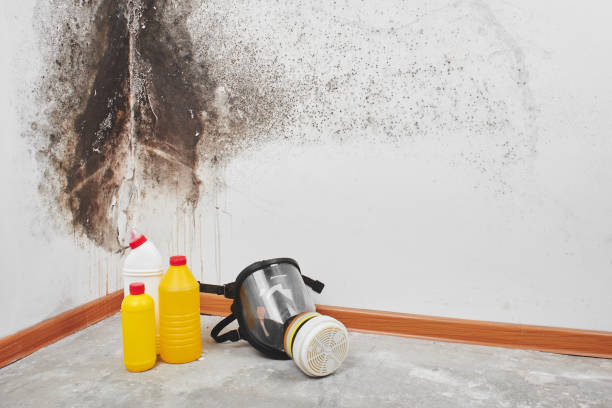 Attic Mold Removal in Batavia, NY