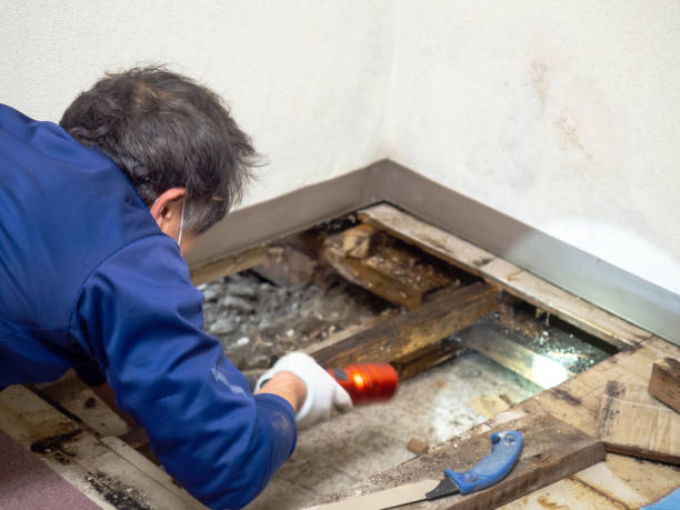 Mold Removal and Inspection in Batavia, NY