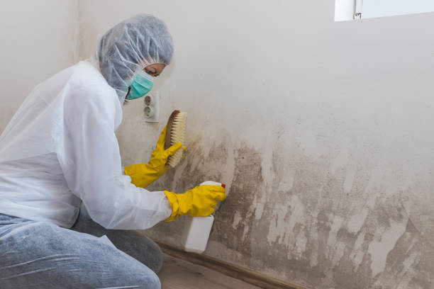Professional Mold Removal in Batavia, NY
