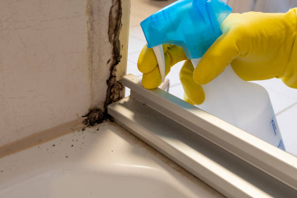 Best Certified Mold Removal  in Batavia, NY