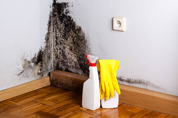 Mold Testing and Removal in Batavia, NY