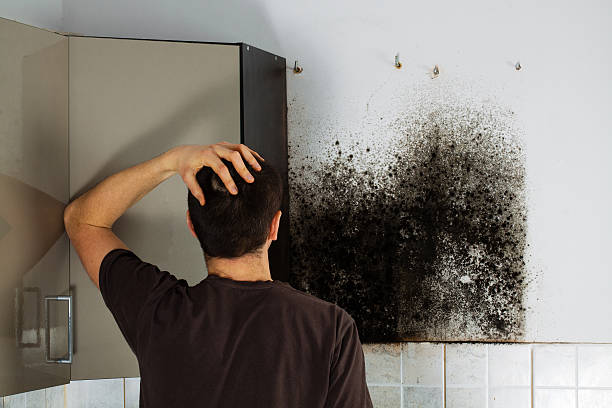 Best Mold Damage Repair  in Batavia, NY
